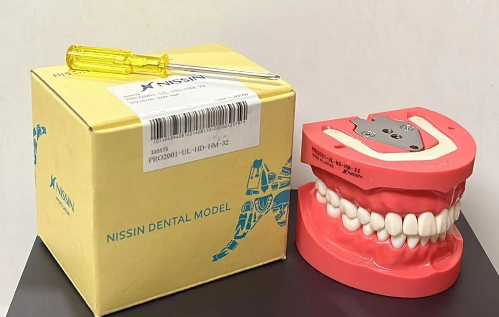 Nissin Typodont Jaw Set