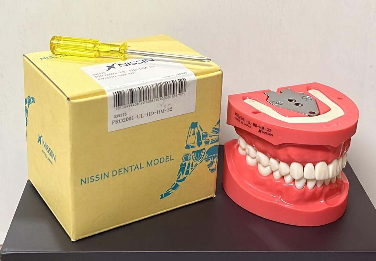 Nissin Typodont Jaw Set
