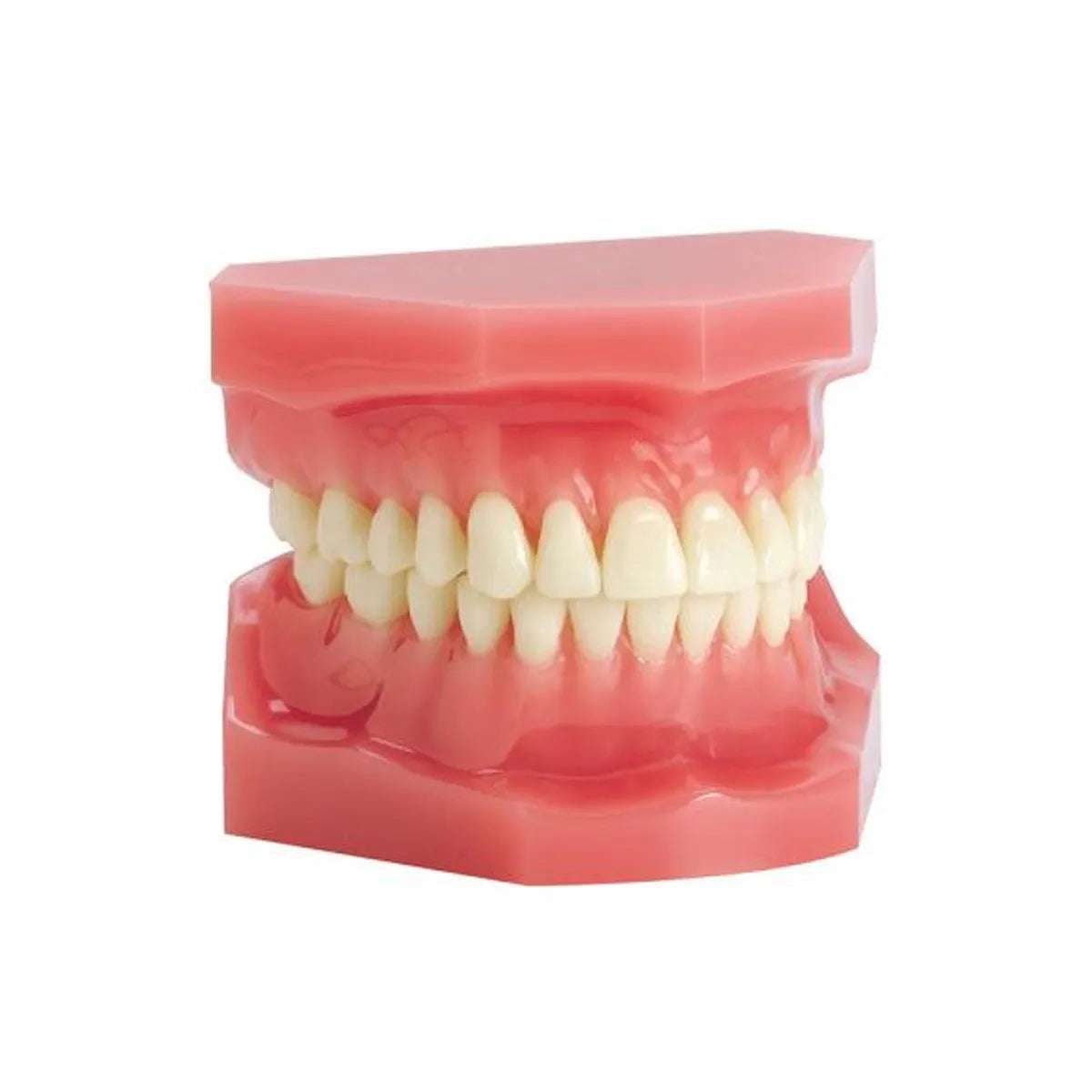 JJ Ortho Class I Orthodontic Model (10.10.01)