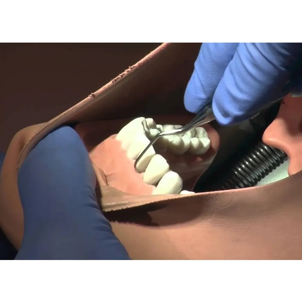 GDC Langer Curette 5/6 For Maxillary And Mandibular Anterior #6 (Sl5/6)