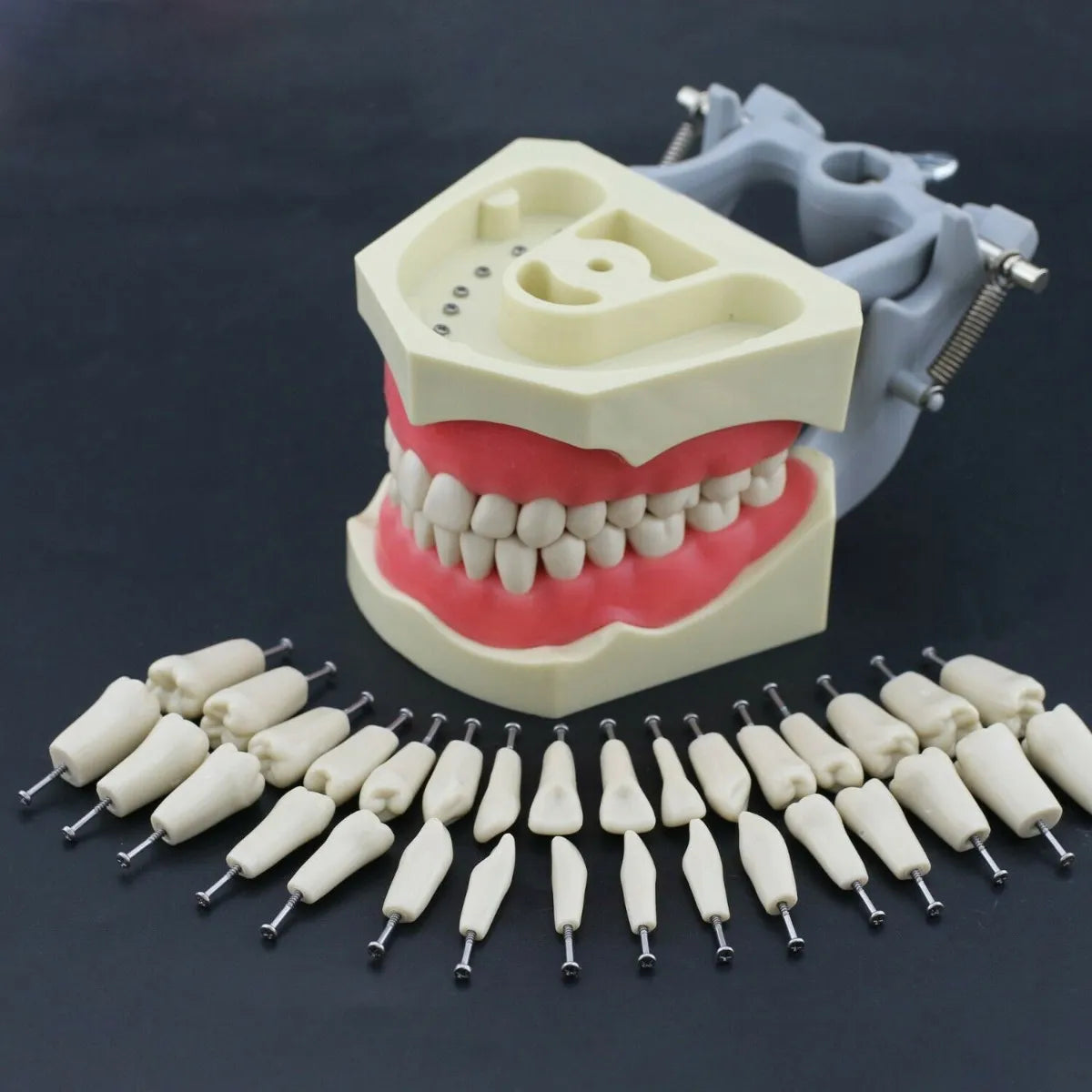 API Typodont Teeth Set with Screw