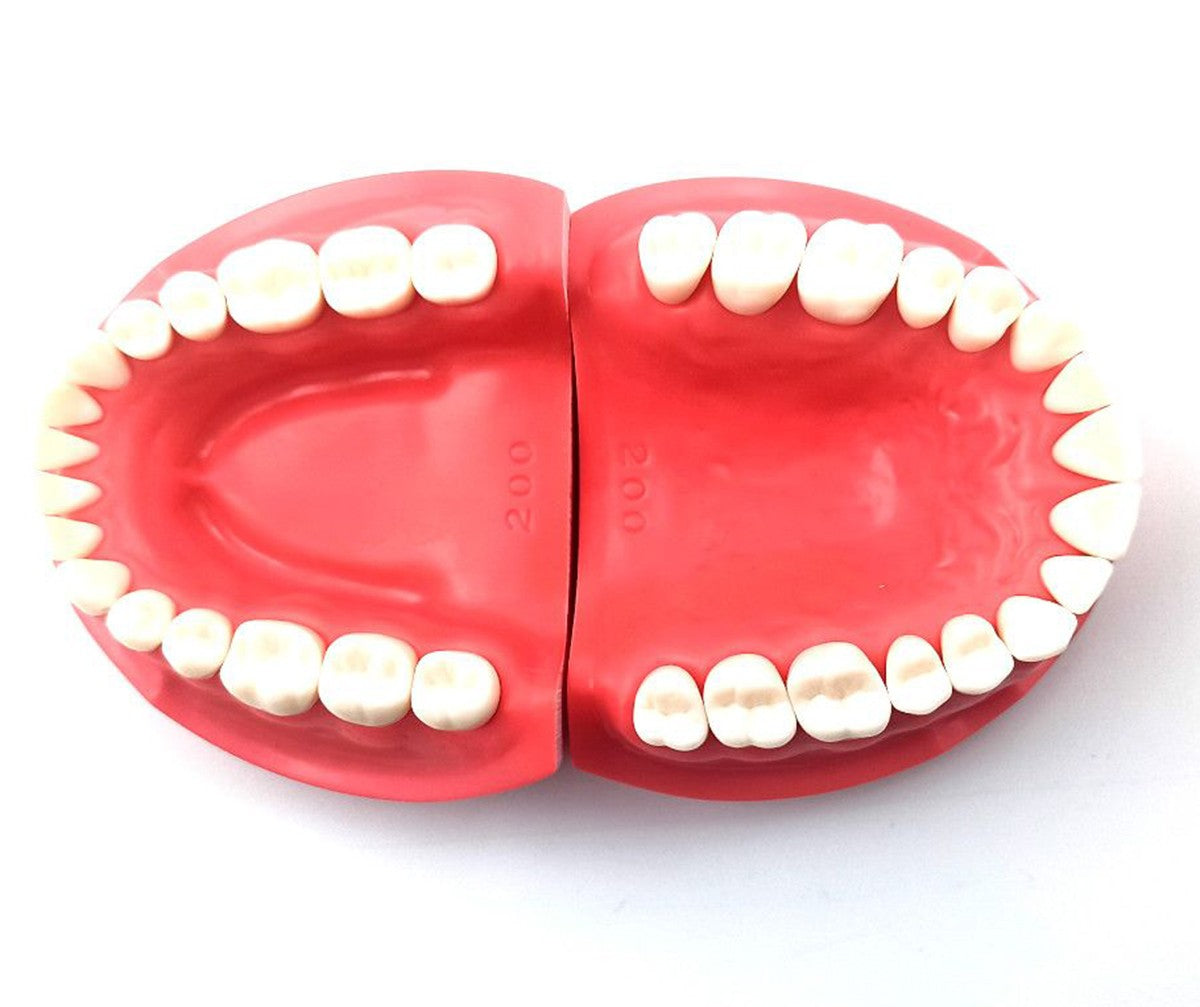 Nissin Typodont Jaw Set