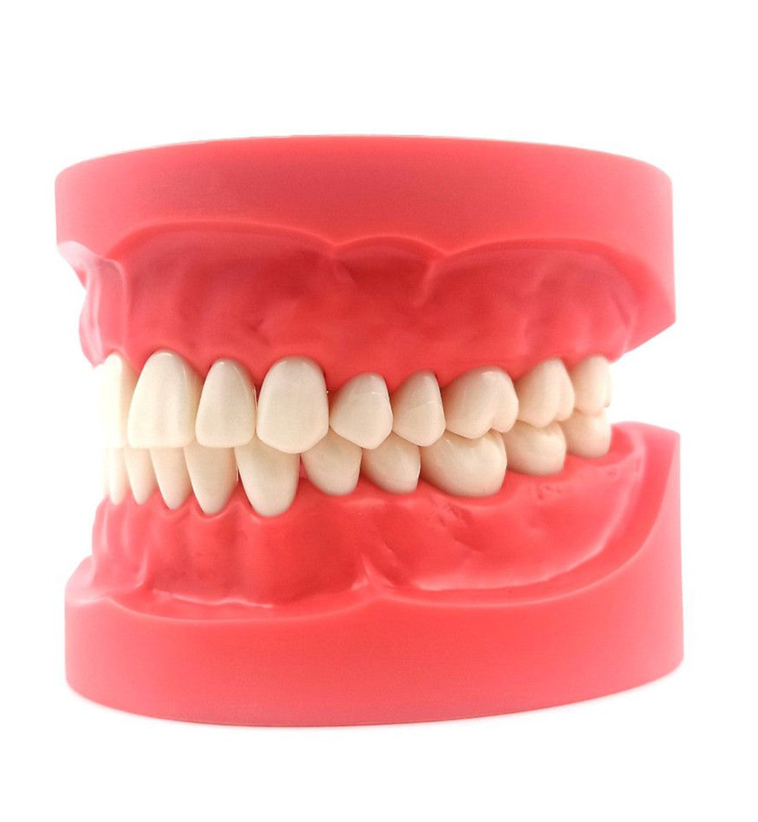 Nissin Typodont Jaw Set