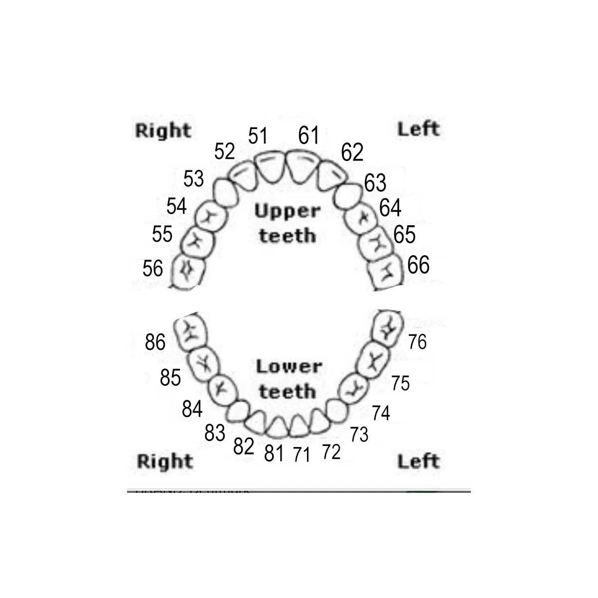 API Typodont Teeth Set with Screw