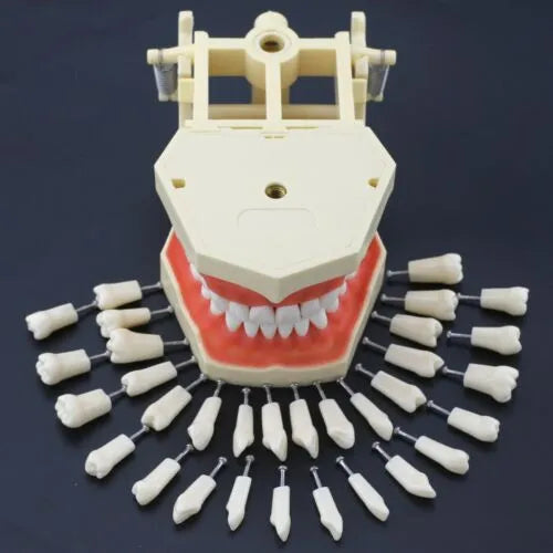 API Typodont Teeth Set with Screw