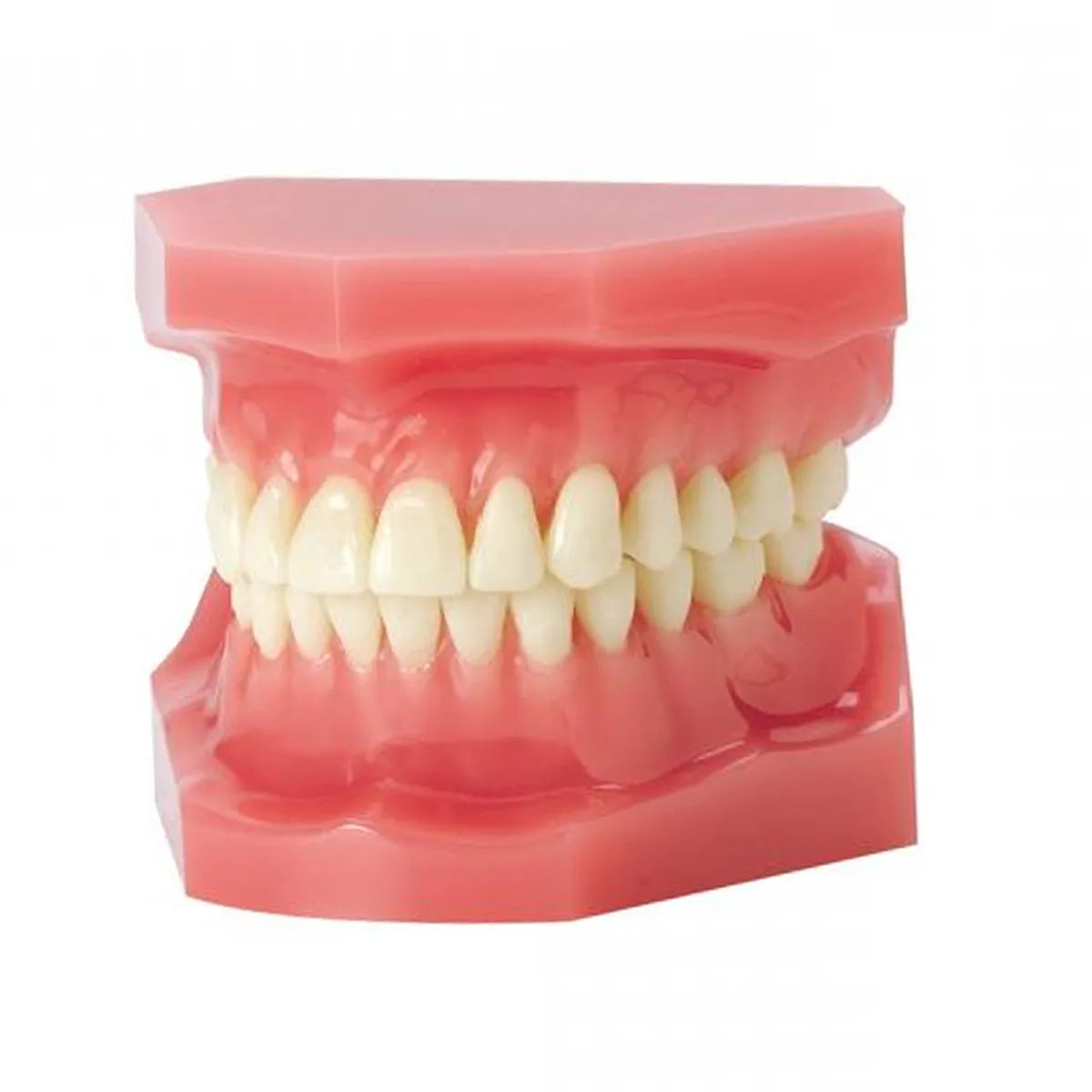 JJ Ortho Class I Orthodontic Model (10.10.01)