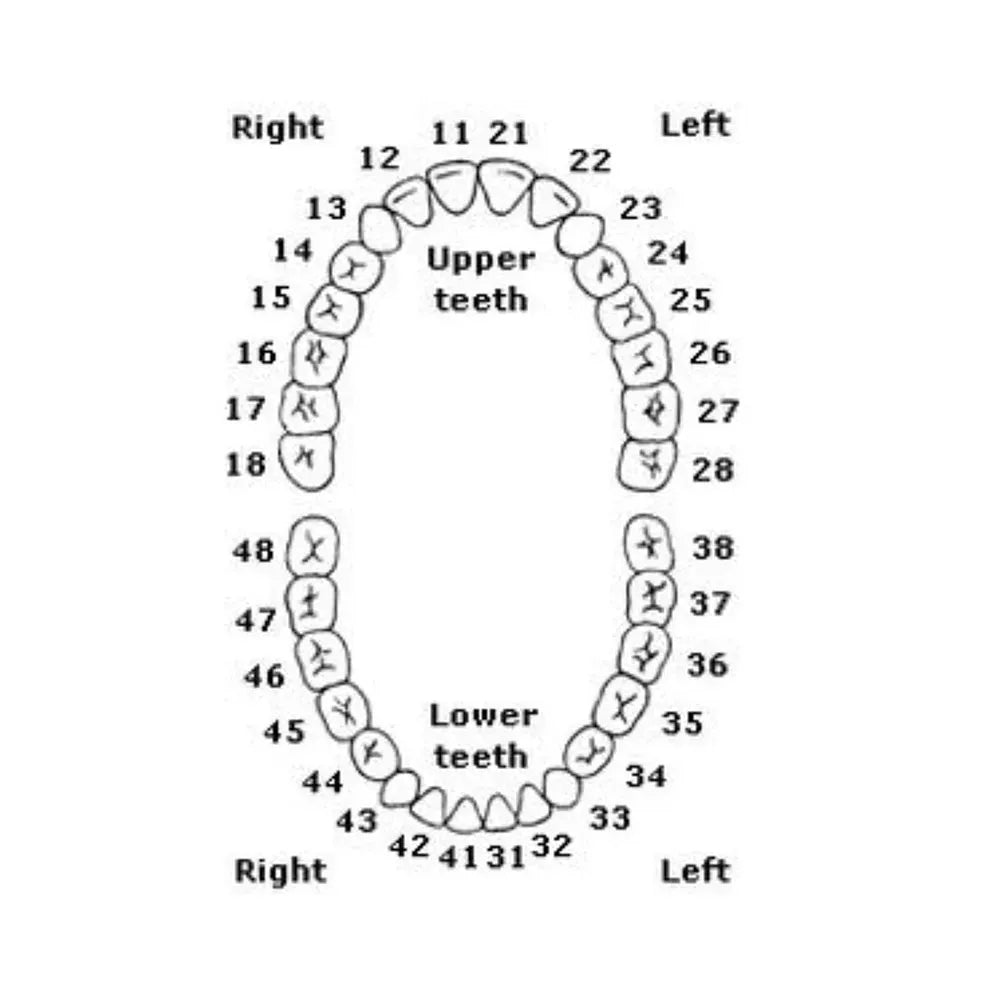 API Typodont Teeth Set with Screw